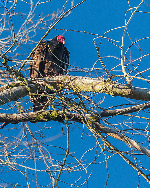 Turkey Vulture