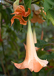 Angel's Trumpet