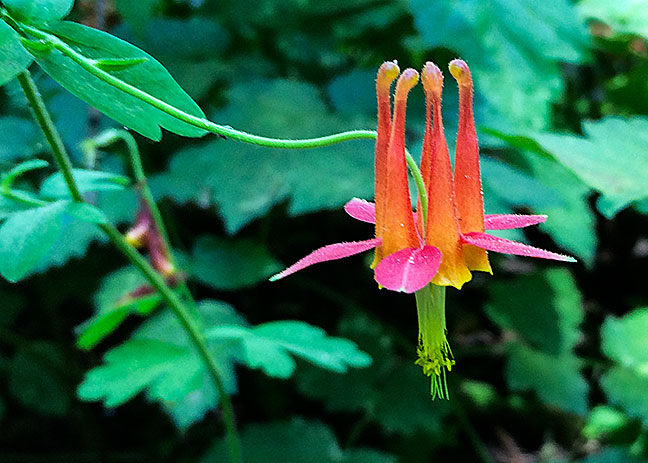 Columbine Blossom