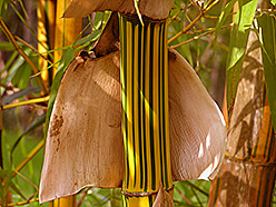 Olinda Bamboo