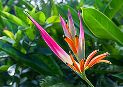 Parakeet Heliconia