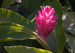 torch ginger