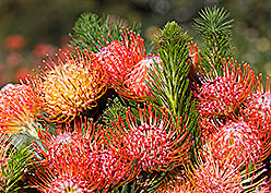 bouquet of pincushions