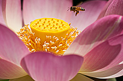 Lotus and Bee