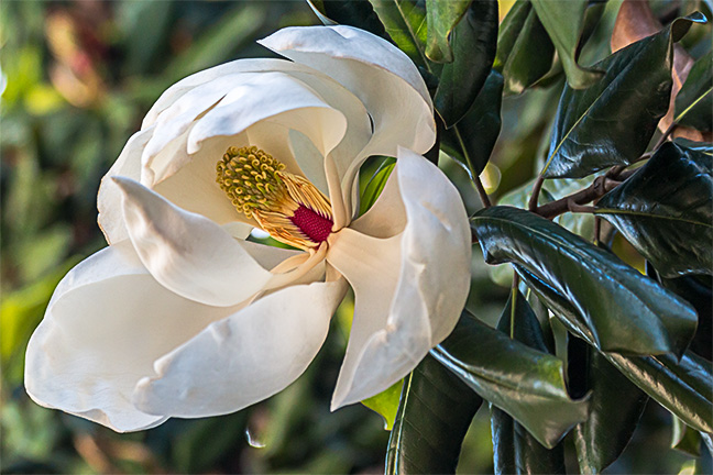 Magnolia Blossom