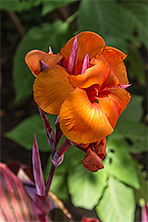 Orange Canna Lily