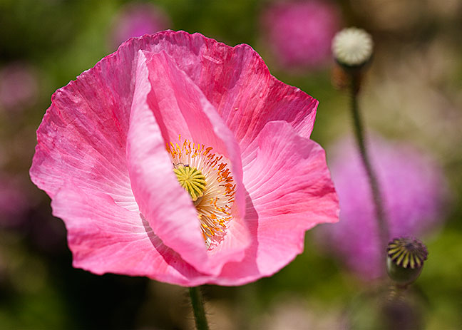 Pink Poppy