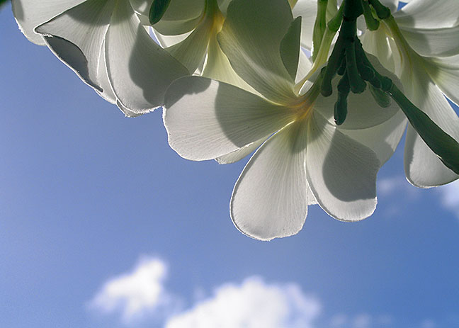 Plumeria Sky