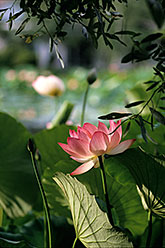 Twilight Lotus