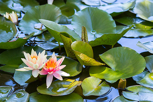 Double Water Lilly