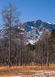 Snowy Meadow Vista