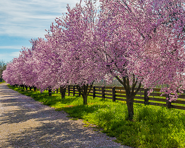 Cherry Blossom Lane