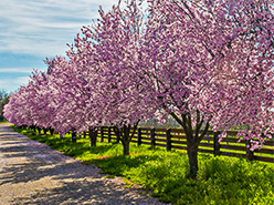 Cherry Blossom Lane