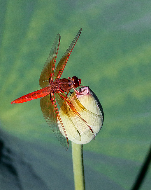 Flame Skimmer