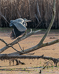 Great Blue Heron