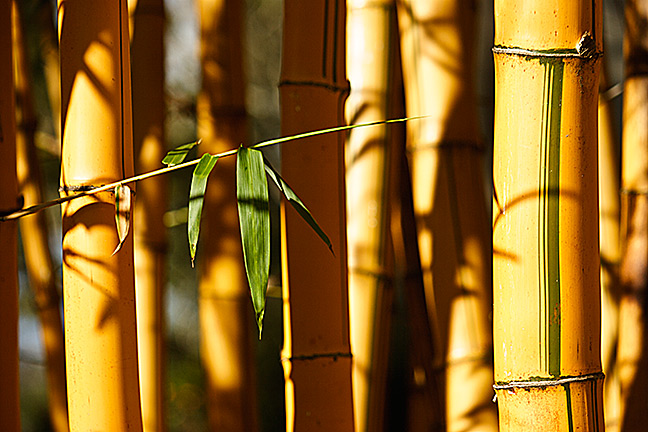 Bamboo at Kula San
