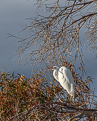 Great White Egret