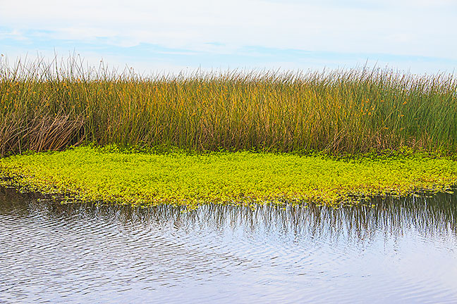 Glowing Marsh