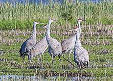 Sandhill Crane Group