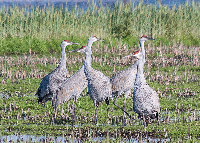 Sandhill Cranes Group