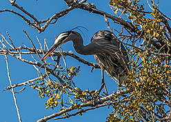 Great Blue Heron