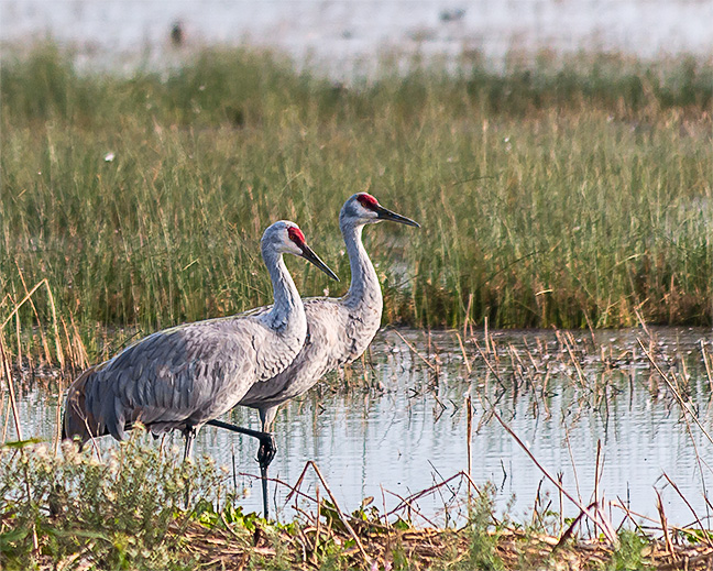 Sandhill Cranes