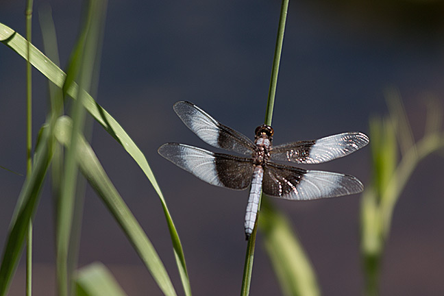 Widow Skimmer